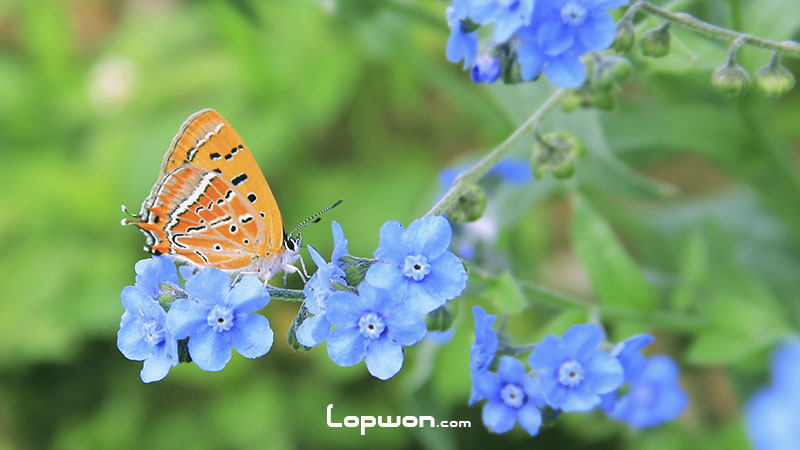 你知道这些蓝色小花的名字吗？