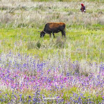 中国的野花不要采，不采白不采