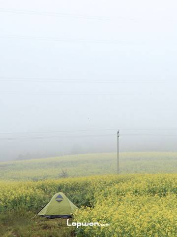 在丽江太安乡油菜花田搭帐篷