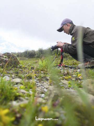 地吉牧场的野花迎风盛开