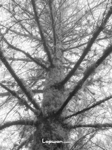 高美古原始森林里那多枝的古树