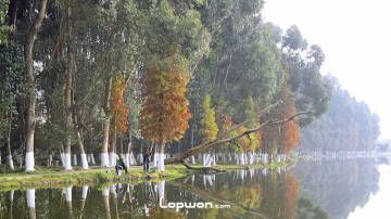 春城昆明的一抹金黄色彩