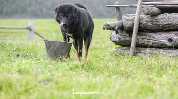 入夜了，狼群真的来了