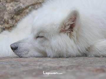 在云南，但凡是只狗都会对人吼