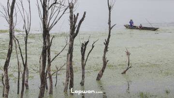 乡人洱海雨中采菱角