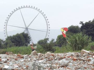 起风了，赶紧放飞狗狗