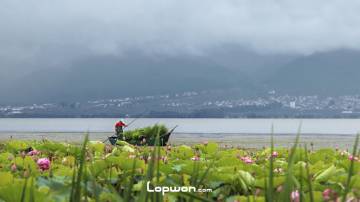 大理洱海东岸有片荷花池