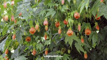 那年那月的那些花儿，香满园！