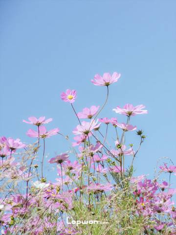 古城老宅墙上的格桑花争相斗艳