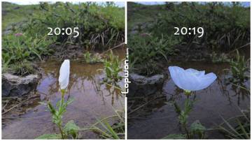 这一生中，只在此刻为谁怒放？