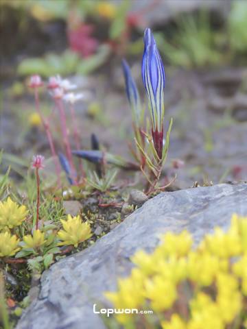 盛开在香格里拉地吉牧场的野花