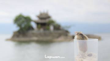 仓鼠老公公眺望大理洱海小普陀