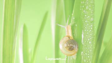 蜗牛和蒜苗：你们快到碗里来！