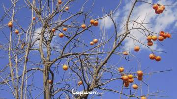 秋意已浓，柿子黄了，金灿灿的