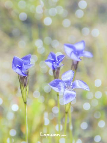 一处小景也可以是一个微观世界