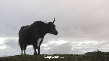 牦牛们的心事你别猜