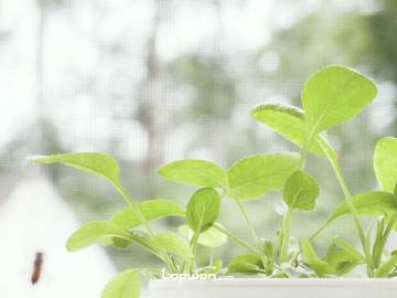 想念也是一种病