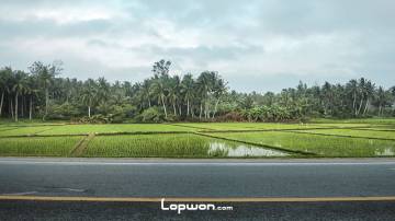 椰子林和水稻田