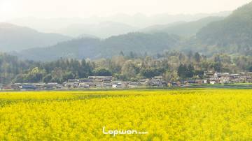 腾冲，界头，油菜花