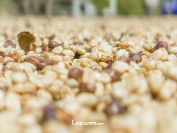 云南潞江小粒咖啡