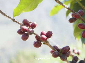 云南潞江小粒咖啡