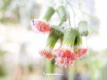 初冬飞絮飘窗台