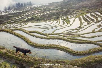 过年不回家，寻景在元阳