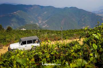 视频：三人行，中缅边境寻茶记