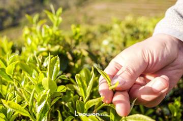 视频：三人行，中缅边境寻茶记