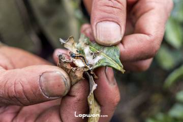 视频:三人行,中缅边境寻茶记