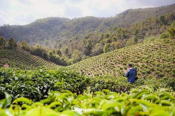 视频：三人行，中缅边境寻茶记