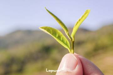 视频：三人行，中缅边境寻茶记