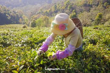 视频：三人行，中缅边境寻茶记