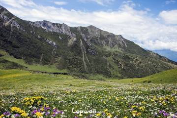 征途一夏:寻得一片,荒野花田