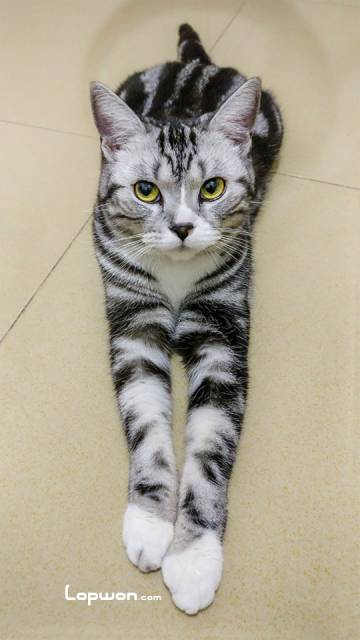 曲奇猫的脾气你别猜