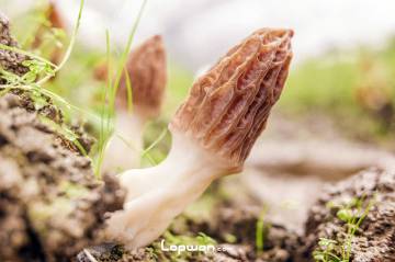 视频：找到松茸了哦