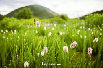 视频：找到松茸了哦