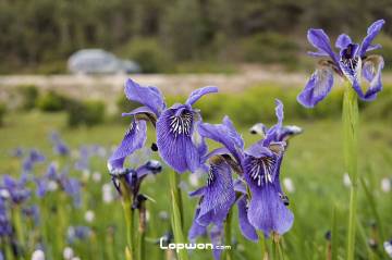 视频：找到松茸了哦