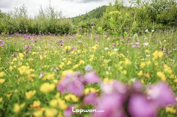 视频：找到松茸了哦