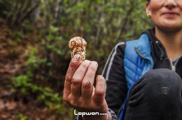 视频：找到松茸了哦