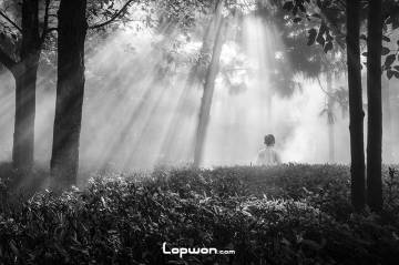 人造林中耶稣光