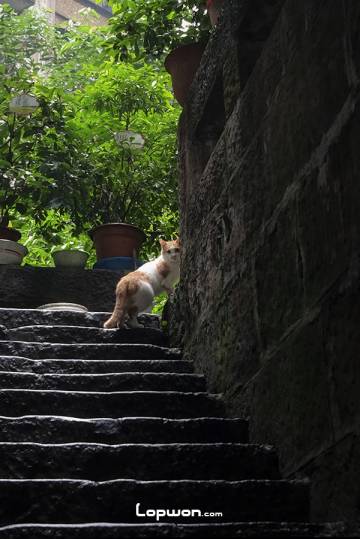 视频：重庆，加载完成