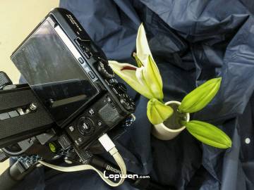 视频：百合花开，延时片断