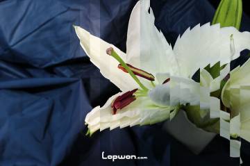 视频：百合花开，延时片断