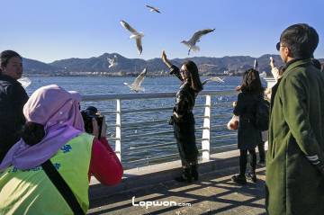 有声：滇池湖畔，海鸥飞处