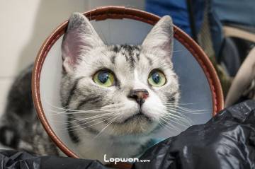 曲奇猫的拉夫领