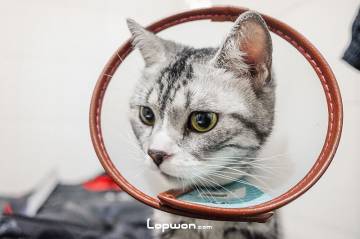 曲奇猫的拉夫领