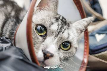 曲奇猫的拉夫领