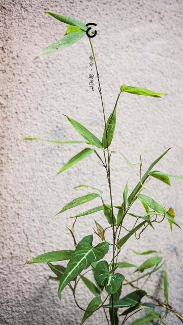 37,春分
