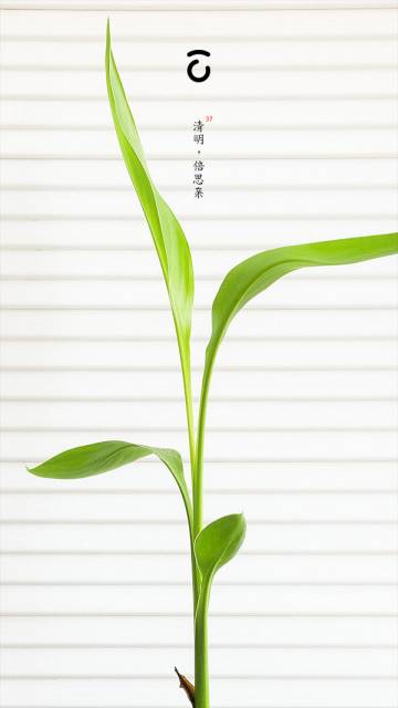 37,清明